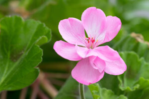 Geranium ( rosengeranium) 10 ml