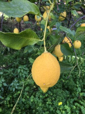 Citron 10 ml