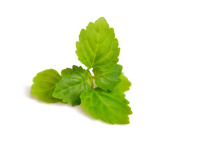 Patchouli 10 ml