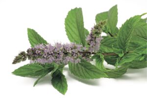 Pepparmynta 10 ml