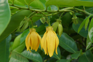 Ylang-ylang extra 10 ml