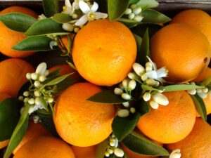 Neroli hydrolat ( hydrosol)