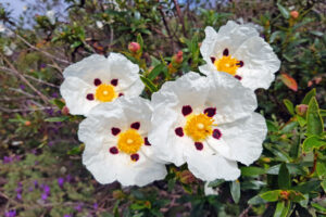 Jojoba Cistus 10 ml