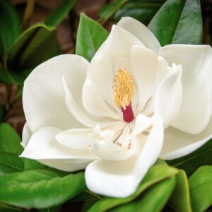 Magnolia blad ( leaf) 5 ml